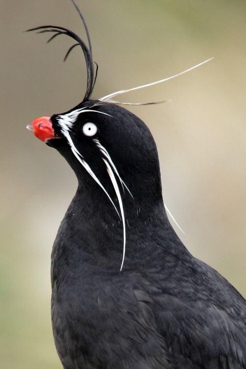 The side profile of a whiskered auklet with black body feathers, a bright orange beak, white eye, white whiskers extending down past its neck and above its head, and a black whisker curled from its forehead.