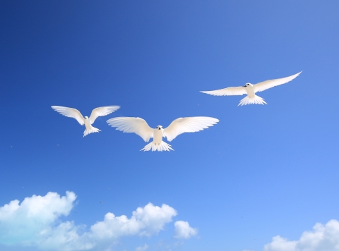 Three white terns hovering with blue sky background