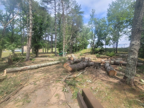 Large path of trees downed by near tornado winds