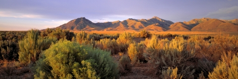 Sagebrish lit up by golden hour lighting in the Great Basin. Mountains are off in the background with a golden-orange color.