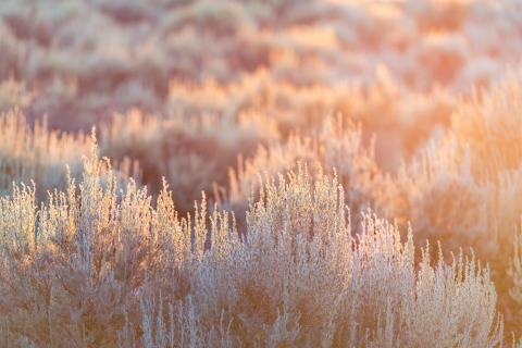 Sagebrush plants are lit up by soft lighting at sunset.