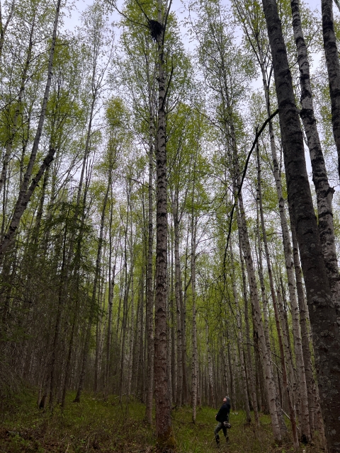 a person looks up towards the tree canopy of forest, where a stick nests sits at the top a tree