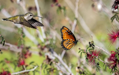 Anna's hummingbird and Monarch butterfly