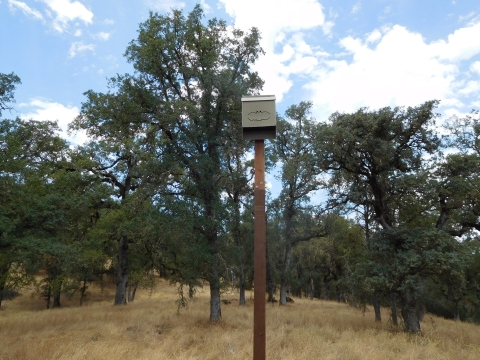 A tall bat house sits perched on a pole in the forest.