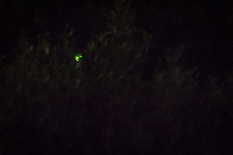 The green glow of the firefly against the darkness of night time