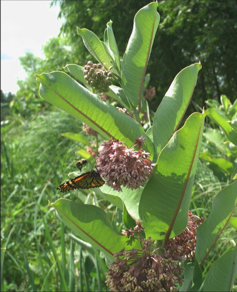 Image of a monarch butterfly and a bumble bee on the flower of a milkweed plant