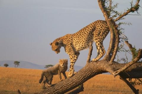 A cheetah mother and cub stand together on a tree in Tanzania, courtesy of Ed Yourdon, Attribution-NonCommercial-ShareAlike 2.0 Generic (CC BY-NC-SA 2.