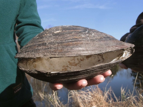 A person holds the shell of the invasive silty pond mussel in New Jersey