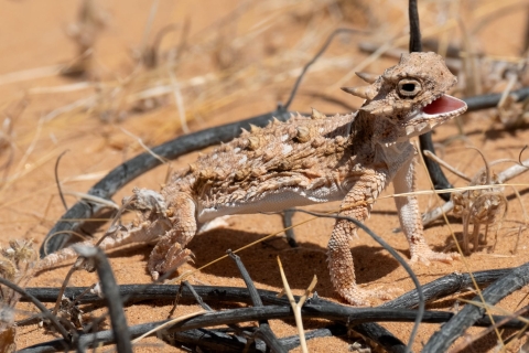 A spiny round bodied lizard holds its body above the desert floor