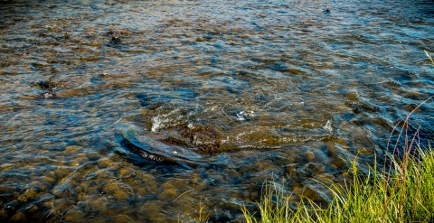 Soft ripples dance across a shallow river. 