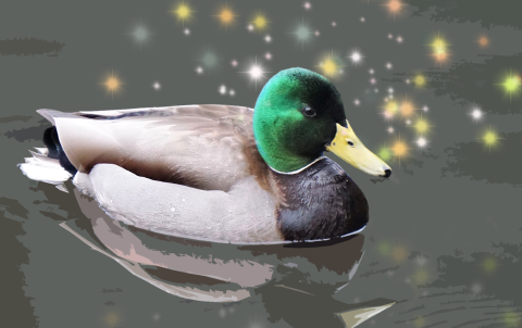 Photo art of mallard in water with sparkles behind its head