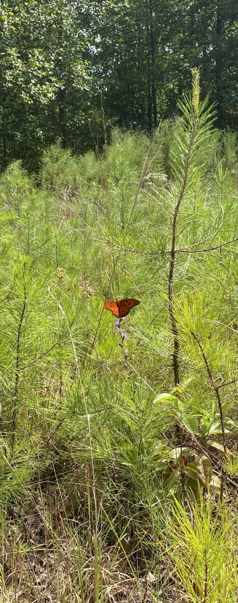 A butterfly alongside a pine sapling.