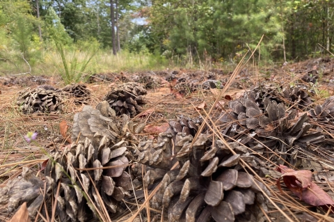 Pine cones in a field.