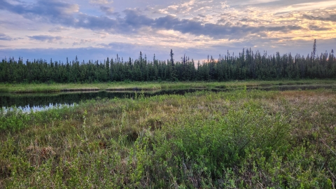 Sun rising over an open water wetland with spruce trees on the horizen.