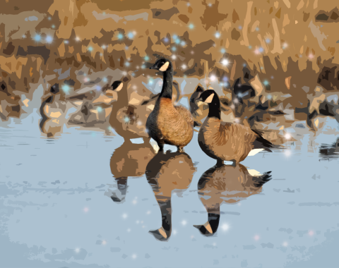 Photo art of Canada geese standing in wetland with sparkles in background