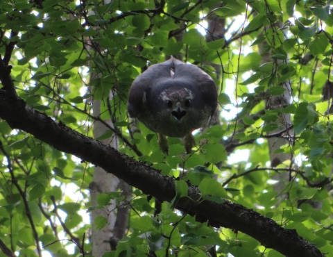 a gray raptor jumped off a branch in the forest