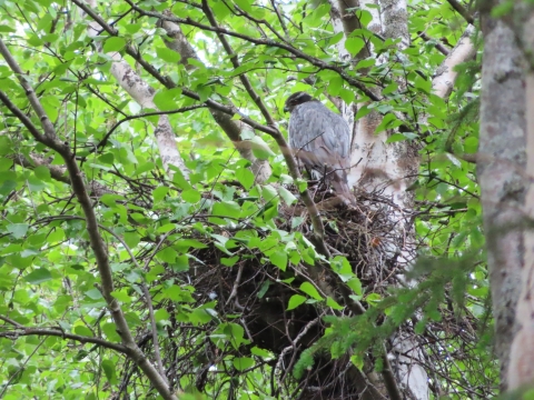 A gray raptor sits on top of its nest in the forest