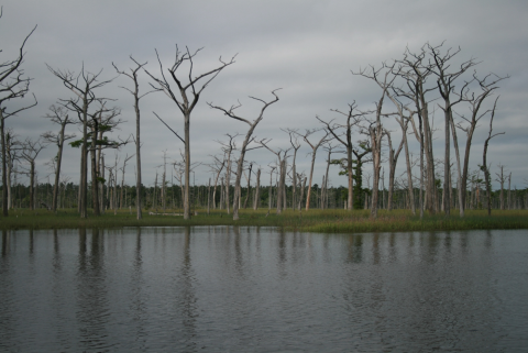 Image of a body of water surrounded by bare trees