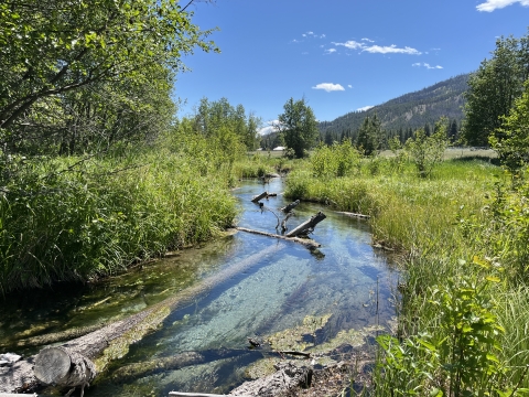 An outdoor scene of a pool of clear water with fallen logs submerged. The water is surrounded by lush green shrubs and there is a mountain and blue sky in the background. 