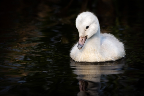 a small white cygnet looks into the water