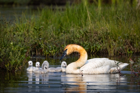 an adult trumpeter swan with five cygnets on a pond