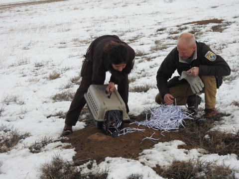 Two people releasing a black-footed ferret into a burrow. The ground is covered in snow