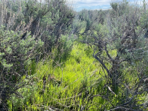 bright green Japanese brome growing low to the ground around tall sagebrush plants