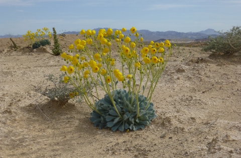 A bright yellow flower in a desert landscape with mountains in the background