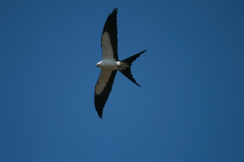 Image of a bird flying