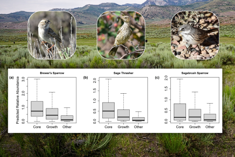 three graphs for the brewer's sparrow, sage thrasher, and sagebrush sparrow over a background image of sagebrush. graphs show higher numbers of songbirds in core sagebrush areas