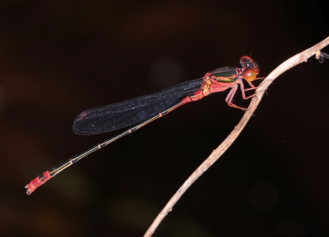 Red and black damselfly on branch