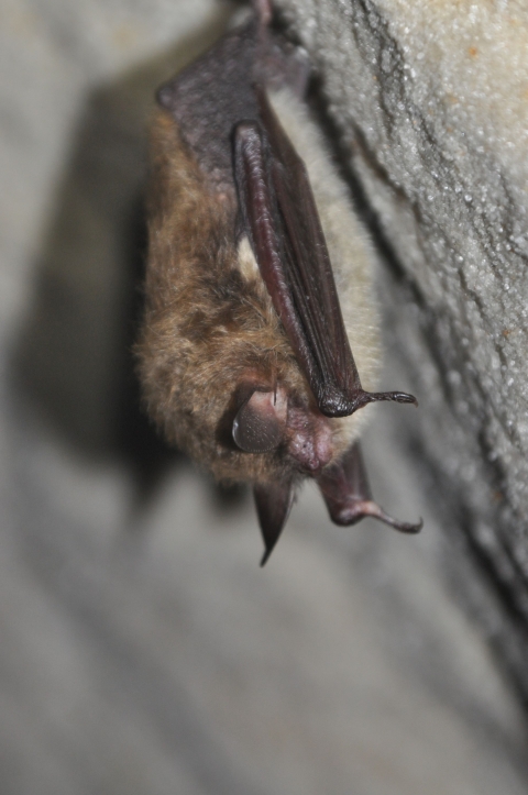 A close up of a northern long-eared bat hanging upside down in a cave with arms dangling.