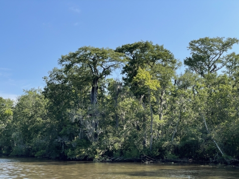 A body of water surrounded by trees