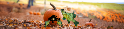 A photoshopped image of a pumpkinseed fish wearing a floppy hat and holding a carving knife in front of a pumpkin. Two small fish are in front of the pumpkin, and the pumpkin looks like it has been carved into a fish themed jack-o-lantern.