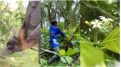 A Mariana fruit bat, intern removing invasive vines, and Lada fruit and flowers