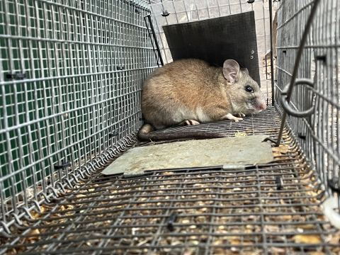 a riparian woodrat in a cage trap used by the Service