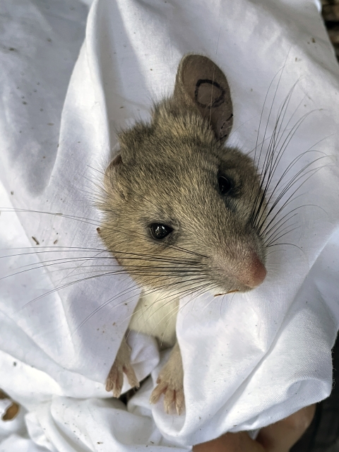 a close up of a riparian woodrat's face, with its body held in a pillowcase