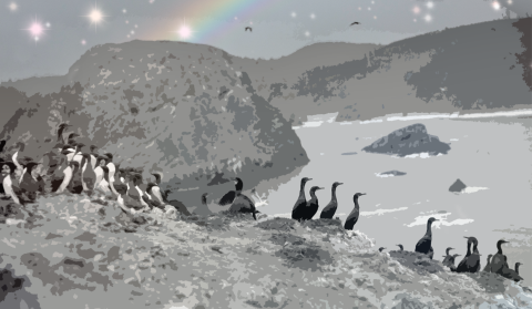 Black and white photo art of cormorants and murres with sparkles and rainbow in the sky