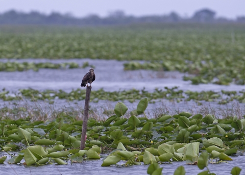 A snail kite perches on a post in the middle of a wetland. Aquatic plants grow all around on the surface of the water. 