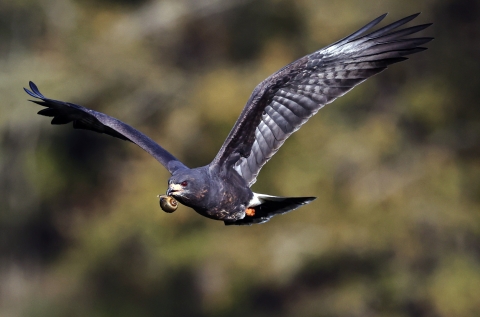 A male Everglade snail kite in flight with his wings extended. He is carrying a large apple snail in his beak. 