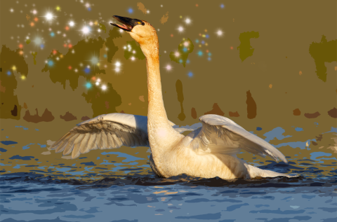 photo art of tundra swan rising out of the water with sparkles behind its head