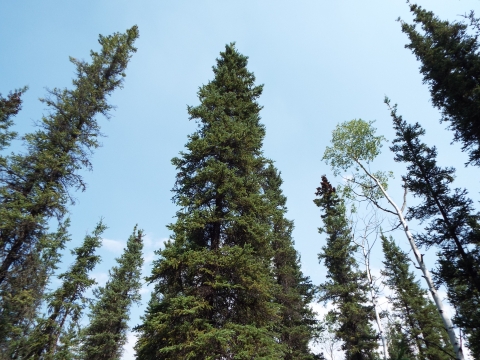 forest canopy with blue sky in background