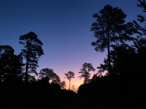 Tall trees silhouetted against a sunrise