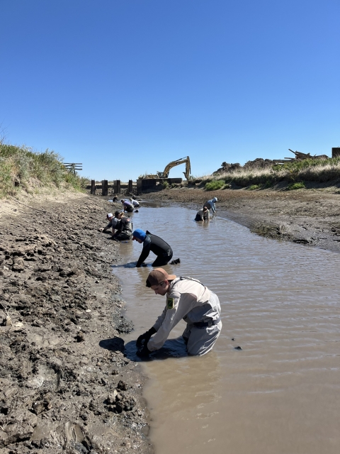 People are searching a muddy river bank for mussels with construction equipment in the background.