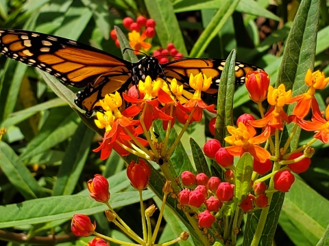 A majestic monarch feeds on milkweed.