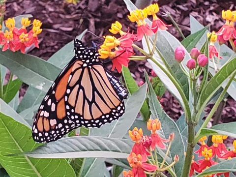 Monarch Majesty: A vibrant butterfly finds solace on blooming milkweed.