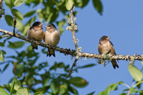 3 young birds on a branch