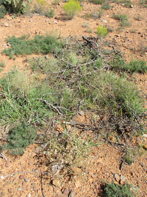 Image of twigs, grass, and shrubs on a spot of land