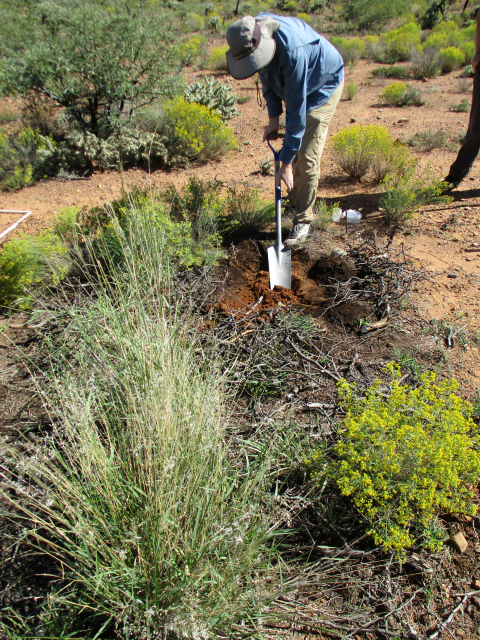 A researcher digs a hole in a shrubby grassland