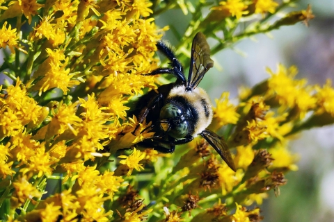 Carpenter Bee at Work: A vital pollinator helping our gardens thrive.